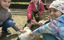 Cztery dziewczynki głaszczą kożlątko