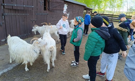 Dzieci przyglądają się kozom